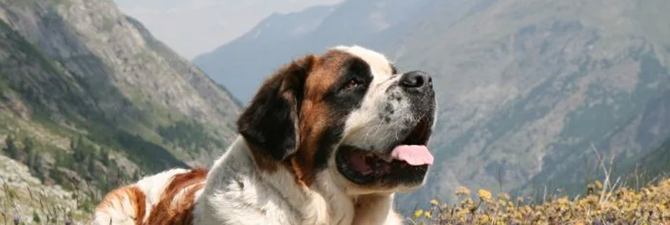 alimentazione cane taglia grande